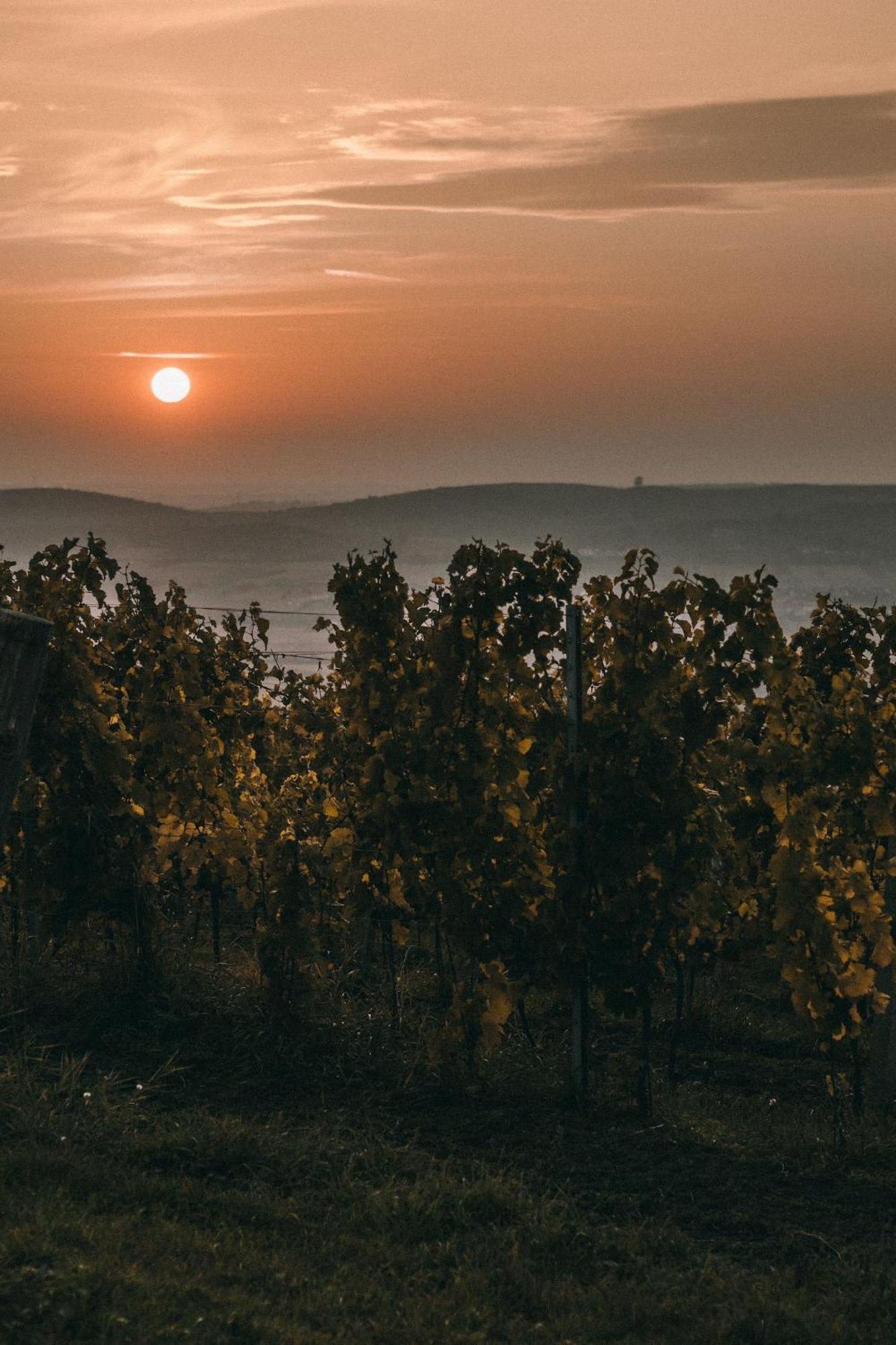 Bed and Breakfast Marinada Vinicni Dum Pavlov Zewnętrze zdjęcie